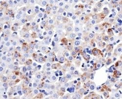 Mitofusin 1 Antibody (11E9-1H12) - Azide and BSA Free, Novus Biologicals
